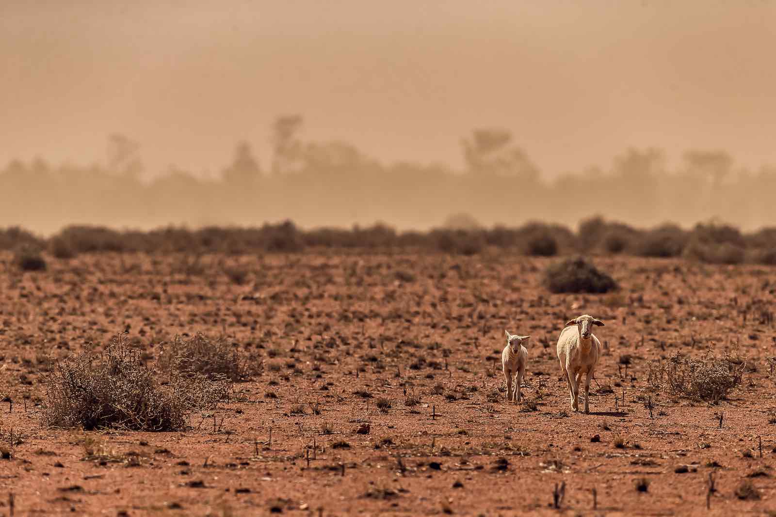 Australia’s shifting mood on climate change Lowy Institute